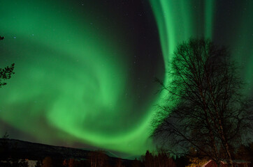 strong aurora borealis dancing on winter night sky over tree tops in northern Norway