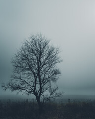 lonely tree in fog