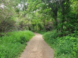 Obraz premium path in the forest