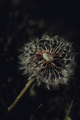 Fototapeta premium dandelion seed head