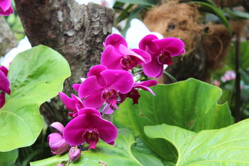 purple orchid flowers