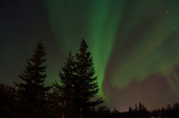 Fototapeta premium strong aurora borealis dancing on winter night sky over tree tops in northern Norway