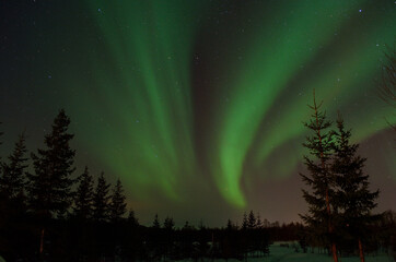 Fototapeta na wymiar strong aurora borealis dancing on winter night sky over tree tops in northern Norway