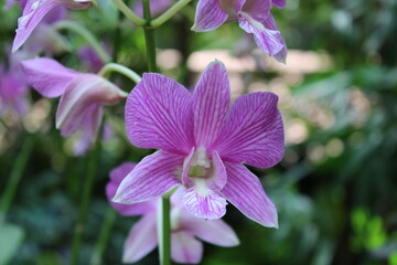 purple orchid in the garden