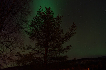 Fototapeta premium strong aurora borealis dancing on winter night sky over tree tops in northern Norway