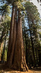 Three giant sequoia trees joint together in Sequoia National Forest, California