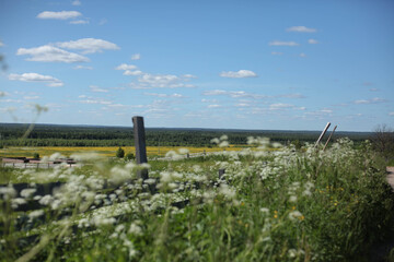 Summer green rural nature landscape. Summer nature view. Summer nature landscape