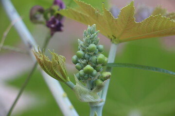 close up of a green plant