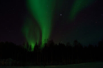 strong aurora borealis dancing on winter night sky over tree tops in northern Norway