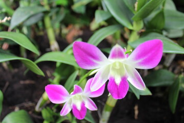 pink magnolia flower
