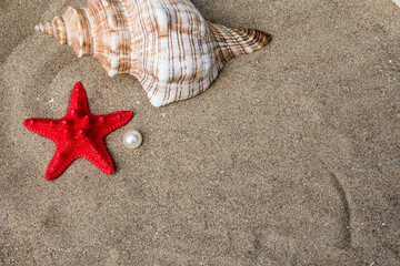 Fototapeta na wymiar seashells and red starfish covered in sand
