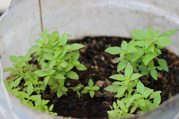 healthy Basil  leafs 