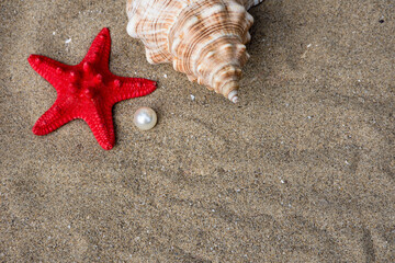 seashells and red starfish covered in sand