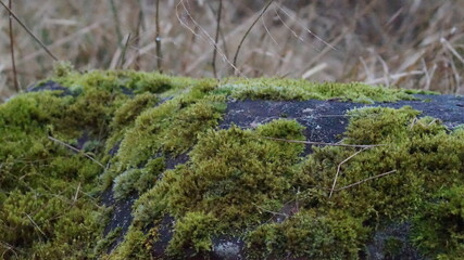 Drumchapel Way