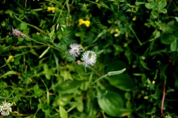 group of a plantain plant bloom growing in a meadow. wild flowers on a green blurred background