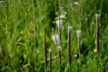 group of a plantain plant bloom growing in a meadow. wild flowers on a green blurred background