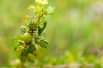 Single green ripening Gooseberry fruit on greenery blured background.  Ribes grossularia