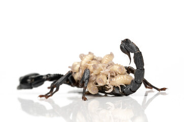 Unlike most arachnids, baby scorpions are born alive including big black one called Emperor Scorpion. These tiny larvae shells are not yet hardened, they must ride on their mother's back for safety