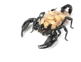 Unlike most arachnids, baby scorpions are born alive including big black one called Emperor Scorpion. These tiny larvae shells are not yet hardened, they must ride on their mother's back for safety