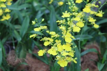 yellow flowers in the garden