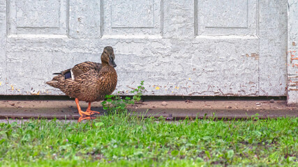 House Yard Ducks