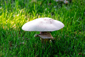 Yard Mushroom