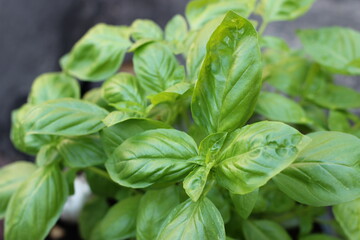 healthy Basil  leafs 