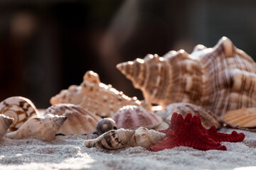 Fototapeta na wymiar seashells and starfish on the beach