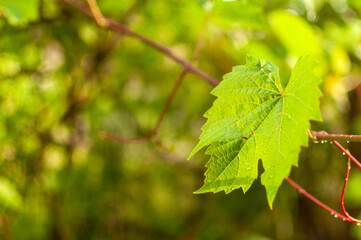 Spring Grape Vine leaf on floral blurred background with water droplets. Vitis vinifera.