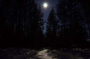 full moon on night sky over pine tree forest © Arcticphotoworks