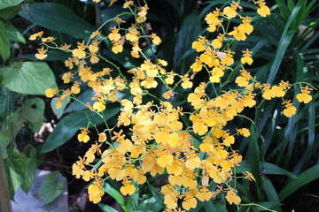 yellow flowers in the park