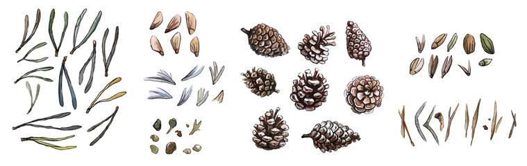 Pine tree needles, cones and seeds isolated on white background clip art illustration. Watercolor forest floral elements collection for design.