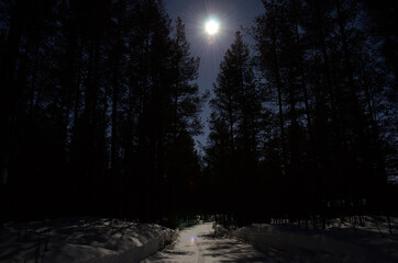 full moon on night sky over pine tree forest