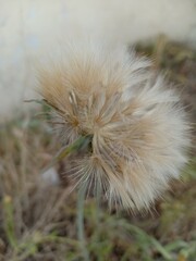 full dandelion flower close up in the garden