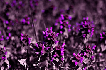 Fioletowe, kwitnące kwiaty. © gkjohn