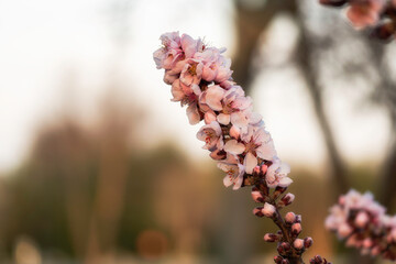 Flowering Dwarf Peach