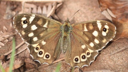 Speckled Wood Butterfly on leaves, blackish-brown, spots yellowish