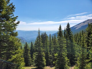 Trees in the mountains