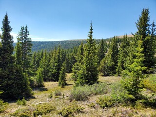 pine trees in the mountains