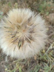 Dandelion flower in the wind