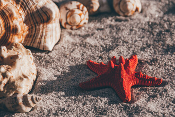 seashells and red starfish covered in sand