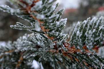 ice and frost covered spruce tree needles on branch
