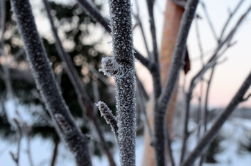 frost on birch tree stem in winter