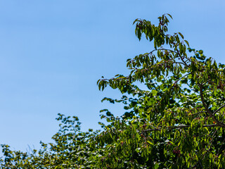 Kirschbaumzweige mit reifen Kirschen vor blauem Himmel