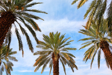 Fototapeta na wymiar Date palm trees plantation. Cultivated palms grow on irrigated ground in sunny day