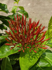 Fototapeta premium red and green leaves with beautiful background