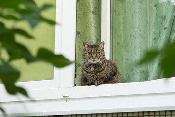 A tabby cat with green eyes sits on a window sill in a window with green curtains and looks out onto the street in summer.