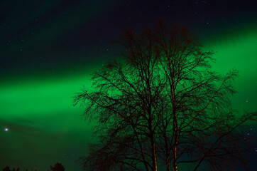 Obraz na płótnie Canvas strong vibrant and vivid aurora borealis over winter forest