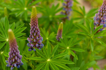 Blooming violet Lupine flowers on spring sunny day. Lupinus polyphyllus.