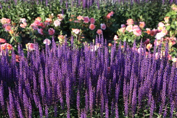 Lavandula angustifolia Munstead. Purple flower in garden. Blossom of lavandula angustifolia Munstead and roses in park (VDNKh, Moscow city). Blooming of lavandula angustifolia Munstead. Violet flowers